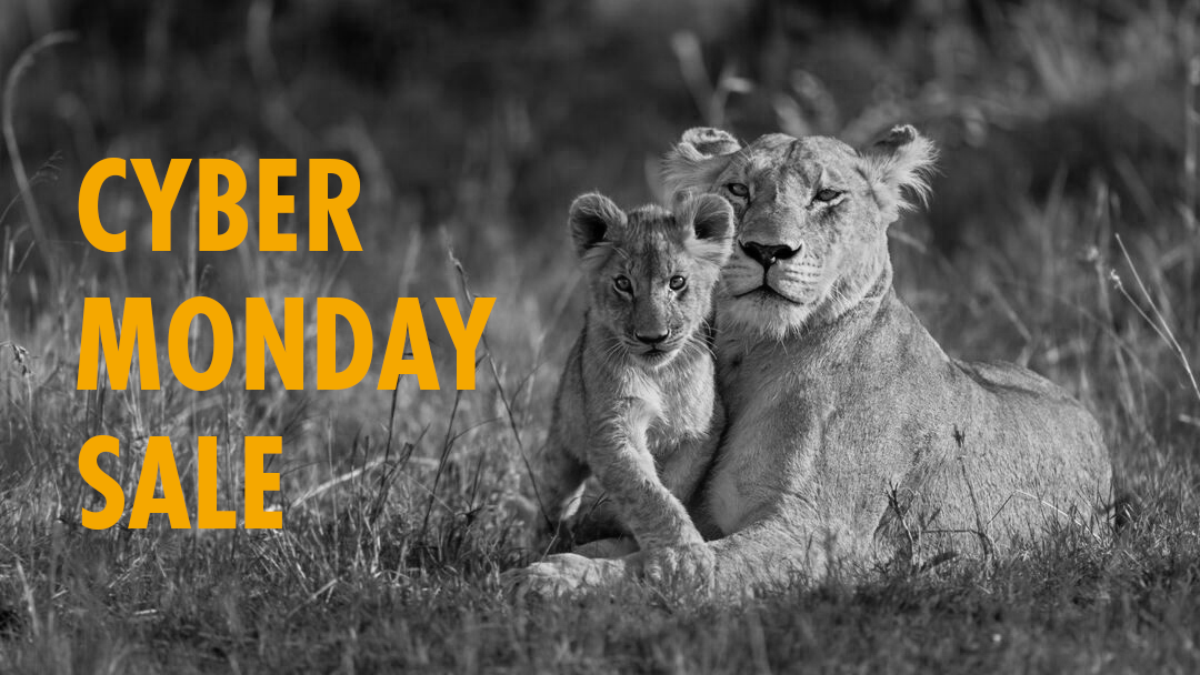 Black and white photo of a lioness and cub, text reads 'Cyber Monday Sale'