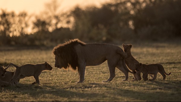 A silhouette photo of a male lion with two cubs playing with his tail, and another sninffing his nose, at sunset.