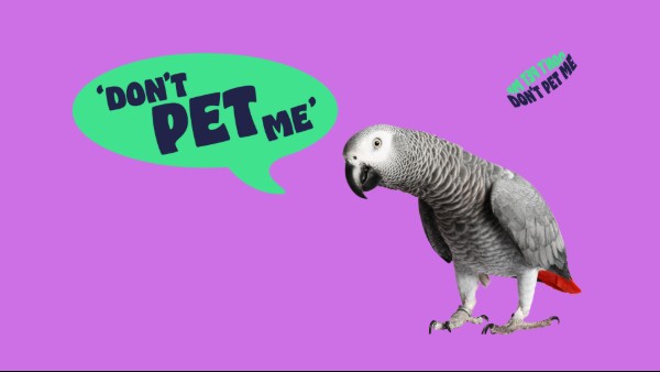 A cut-out photo of an African grey parrot, on a bright purple background, with an animalted speech bubble saying 'Don't Pet Me'