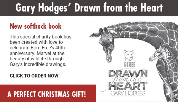 A giraffe illustration by Gary Hodges - click to order the new softback book!