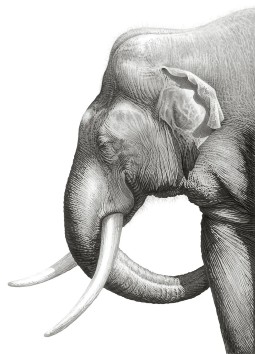 A detailed pencil drawing of an elephant with large tuusks, standing side-on, looking to the left.