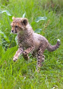 A photo of a little cheetah cub leaping joyfully through long grass.