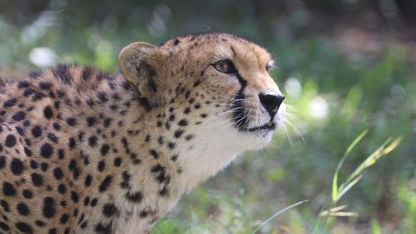 A photo of a cheetah in profile, with green grass in the background