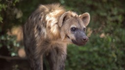 A photo of a hyena in a natural setting