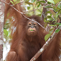 A young orangutan with berries in its mouth, looking at the camera
