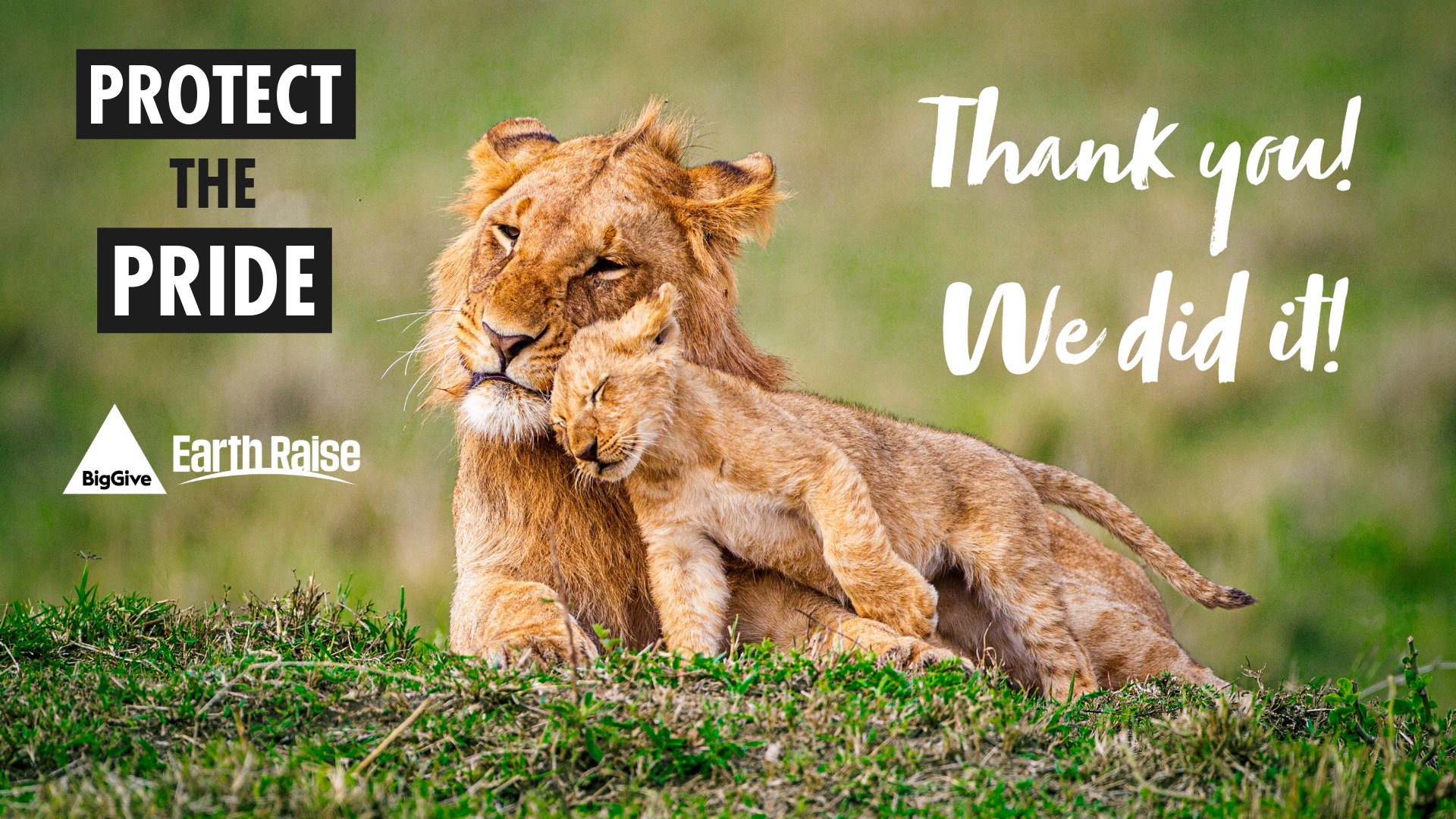A young lion ub nuzzles up to an adult lion, lying on the grass. There is a 'Protect The Pride' logo and an 'Earth Raise' logo, along with text reading 'Thank you! We did it!'