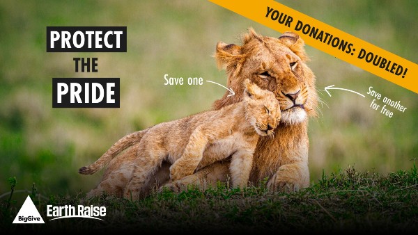 Photograph of a lioness and cub lying on grass, used for a wildlife conservation campaign encouraging donations with a 