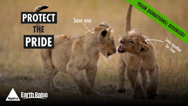 Photograph of two lion cubs facing each other in a grassy field, used to promote wildlife conservation with text 