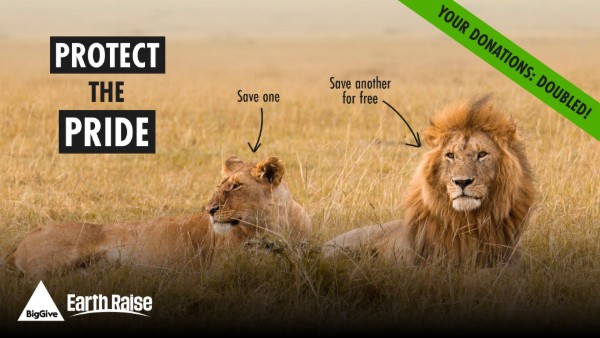 Photograph of two lions resting in tall grass with text promoting a wildlife conservation campaign titled 