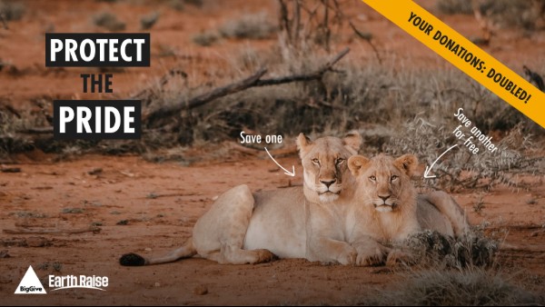 Photograph of two lions resting on dry, reddish soil with sparse vegetation, used for a wildlife conservation campaign. Text overlays include 