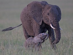 A tiny baby elephant looks up to its mother