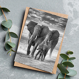 A greetings card with a black and white photo of two adult elephants and one baby elephant