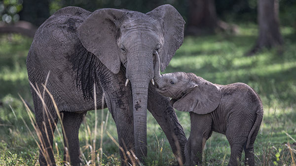 An adult elephant with a baby elephant by its side, reaching its trunk up to the adult