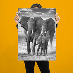 A black and white elephant print being held up in front of a person
