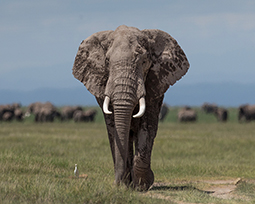 An African elephant facing the camera