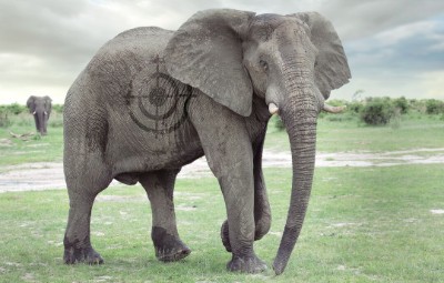 A computer generated image of an elephant with a rifle target superimposed onto its side.