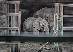 Two elephants stand behind the gates of a captive enclosure