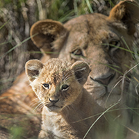 A lion cub facing the camera with it's mother looking on from behind