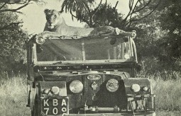 A black and white image of a lioness on top of a vintage Land Rover