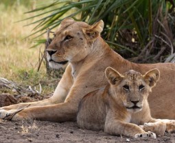 Photograph of a lioness and her cub resting on the ground in a natural grassy habitat with green foliage in the background. The lioness appears alert while the cub lies close by, both showing calm and relaxed expressions.