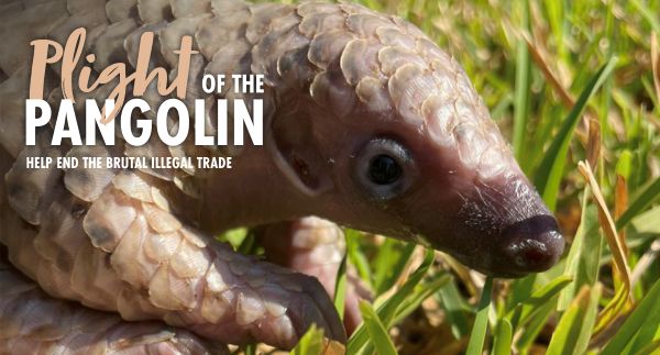 A close-up photo of a baby pangolin crawing through long green grass. There is text overlaid which says: Plight of the Pangolin: Help End the Brutal Illegal Trade.