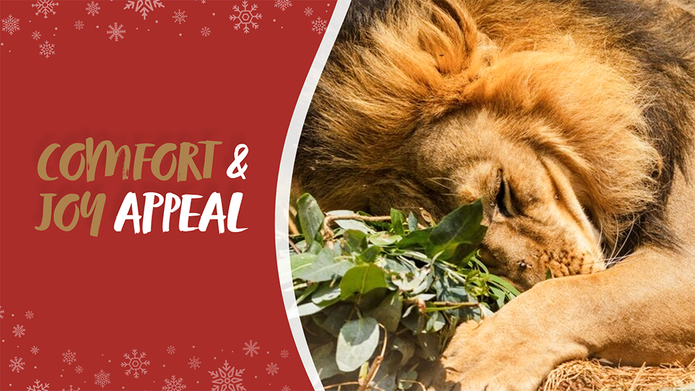 A lose up photo of a lion with his head tucked into a bundle of herbs, with text reading 'Comfort & Joy Appeal '