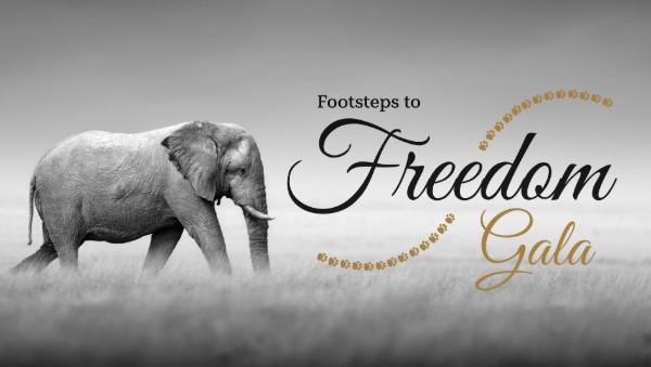 Grayscale promotional event banner for “Footsteps to Freedom Gala,” featuring an elephant walking through mist. Elegant black script and gold lettering appear beside a dotted gold arc, emphasizing conservation and freedom themes.