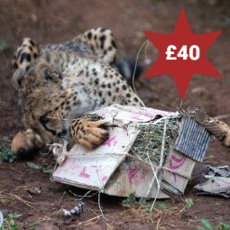 A photo of a cheetah rolling on the ground and ripping into a box of fragrant herbs which is tied with string. A photo of a man wearing a Vet uniform and face mask cradling a pangolin in his arms. There is a star in the top right corner with £40 in it.