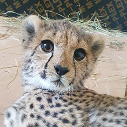 A photo of a cheetah cub looking up at the camera with wide eyes