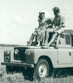 A black and white photo of Dame Virginia McKenna and Bill Travers MBE sitting on otp of a Land River with a lioness - during the filming of Born Free