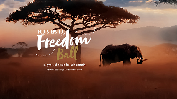 An elephant stands underneath a tree in the sunrise mist, text says 'Footsteps to Freedom Ball'