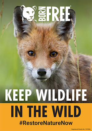 A photo of a fox on a poster with the Born Free logo and text reading 'keep wildlife in the wild #restorenaturenow'