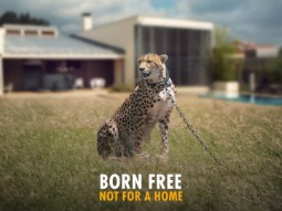 A digitally enhanced photo of a cheetah sitting on the grass outside a sprawling villa with a chain around the cheetah's neck and text: BORN FREE - NOT FOR A HOME 