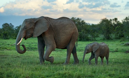 Photograph of an adult elephant walking alongside a smaller baby elephant on grassy terrain with scattered trees and a cloudy sky in the background. The scene highlights natural wildlife behavior and the size contrast between the mature and young elephants.