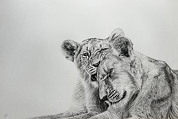 A pencil drawing of two lions
