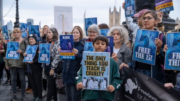 A photo of a group of protestors holding up placards calling for the release of 15 gentoo penguins at SeaLife London.