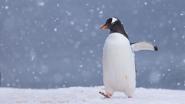 A gentoo penguin walking through the snow