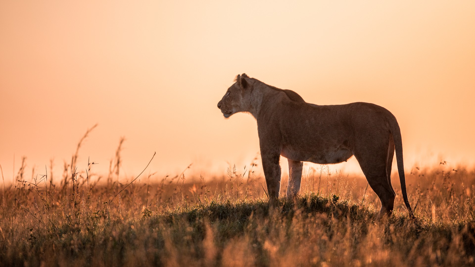 Photograph of a lioness standing on a small grassy mound in a savanna during sunset, with an orange sky background. The scene highlights the silhouette of the lioness and tall grass, emphasizing a calm and natural wildlife moment.