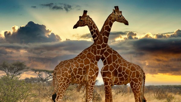A photo of two giraffes standing close together with their necks crossed. There is a beautiful sunset in the background.