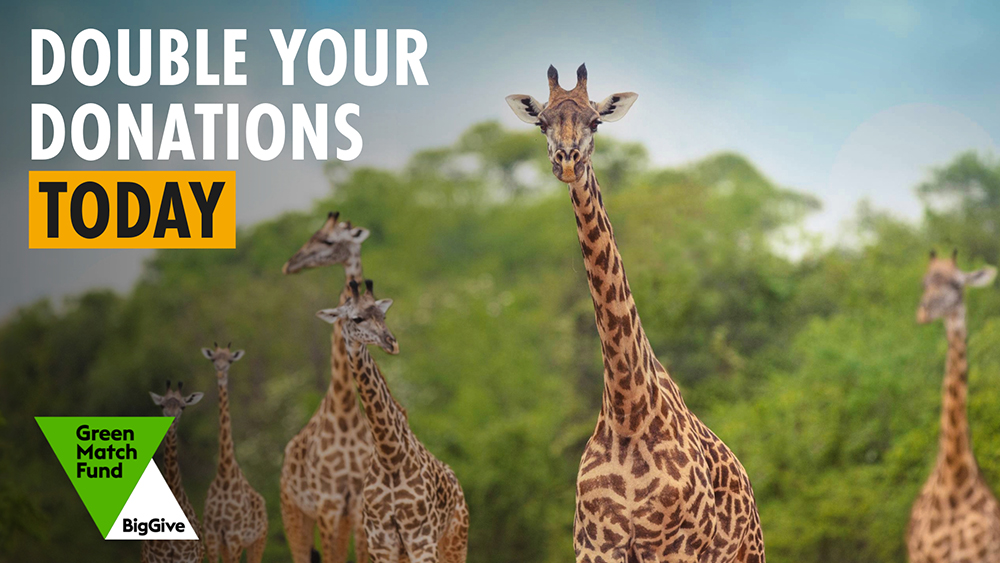 A photo of a group of giraffes stanging together with a backdrop of green trees. The Green Match Fund logo is overlaid with the words 'DOUBLE YOUR DONATIONS TODAY'