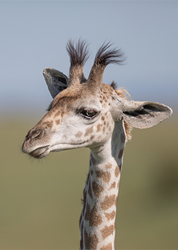 Close up of the head of a giraffe