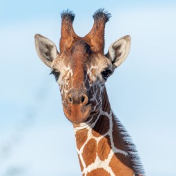 A close-up portrait of a giraffe's head