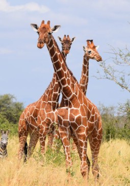 A group of three wild giraffes standing close to each other. One is nibbling braches of a tree.