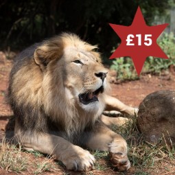 A photo of a lion relaxing on the ground. A photo of a man wearing a Vet uniform and face mask cradling a pangolin in his arms. There is a star in the top right corner with £15 in it.