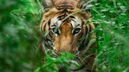 A photo of a wild tiger lying peeping out from behind long green grass