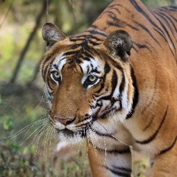 A close-up image of a tiger 