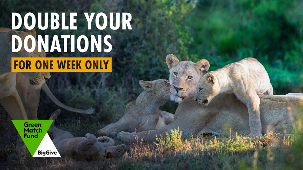 A photo of a lioness with her cubs lying playfully together in the long grass. The logo for the Green Match Fund is overlaid in the bottom left-hand corner of the image.Text says: 'DOUBLE YOUR DONATIONS FOR ONE WEEK ONLY'