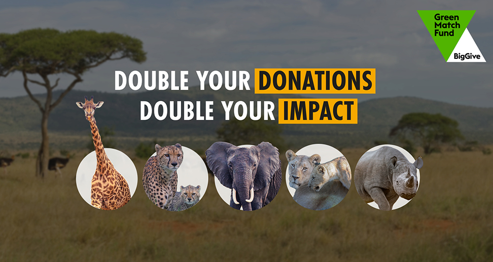 A faded savannah image with photos of a giraffe, cheetah, elephant, lion and rhino in small inset circles, with the text: double your donations, double your impact.