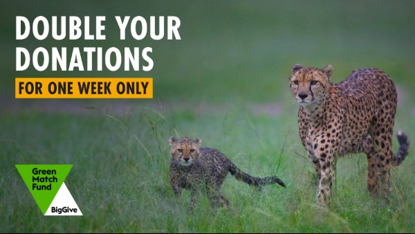 A photo of a mother cheetah walking through long grass with her cub. The Green Match Fund logo is overlaid with the words 'DOUBLE YOUR DONATIONS FOR ONE WEEK ONLY'