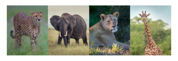 Four photographs of wild animals include a cheetah standing on grass, an elephant walking in a field, a lioness resting among bushes, and a giraffe standing with trees in the background. Each animal is centered and clearly visible, showcasing different species commonly found in African savannas.